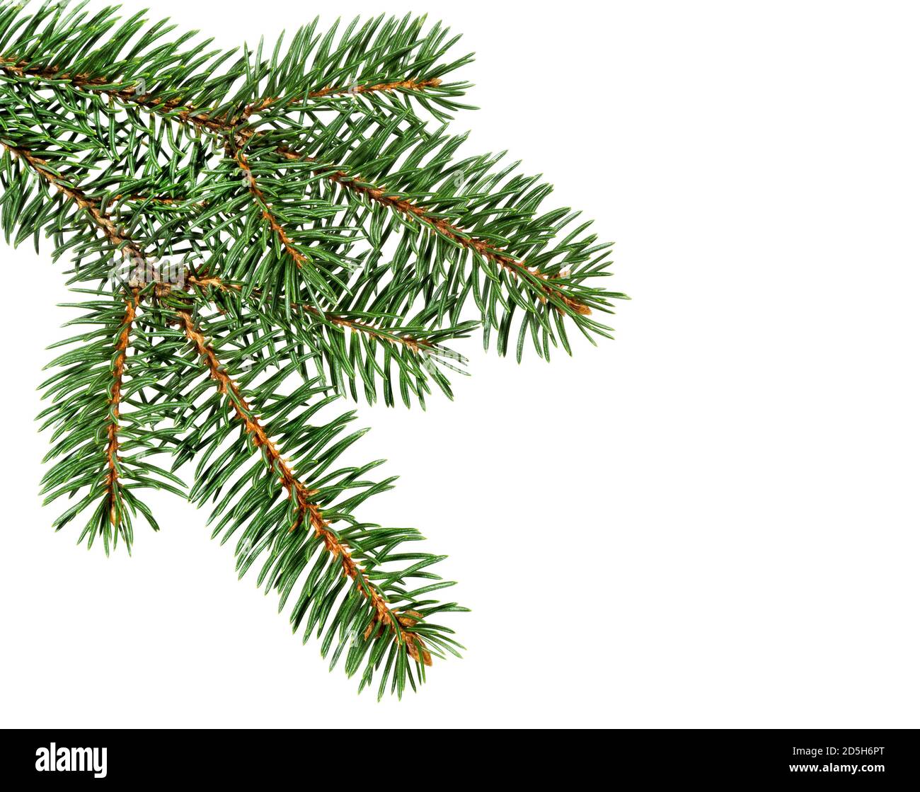 Isolated tree branch hi-res stock photography and images - Alamy