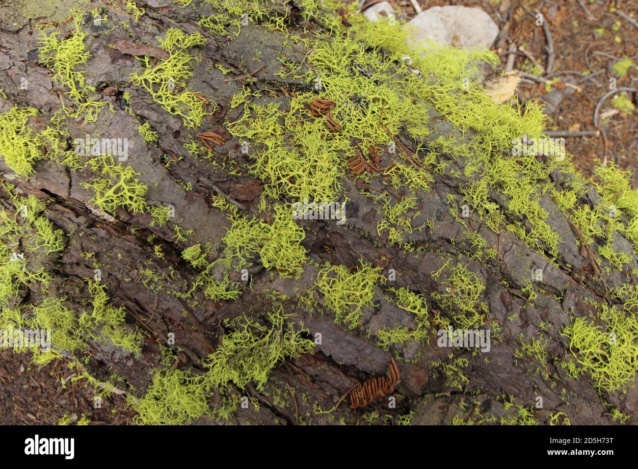 Green Herniarias growing on the ground Stock Photo