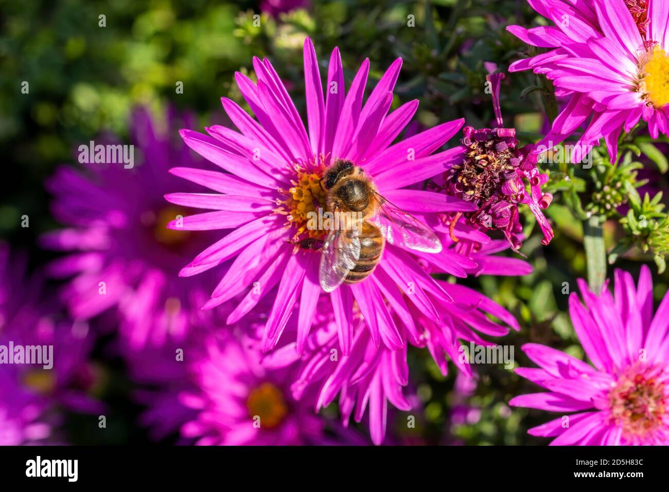Aster novi belgii 'Dandy' a magenta pink herbaceous summer autumn perennial flower plant commonly known as Michaelmas daisy with a honey bee stock pho Stock Photo