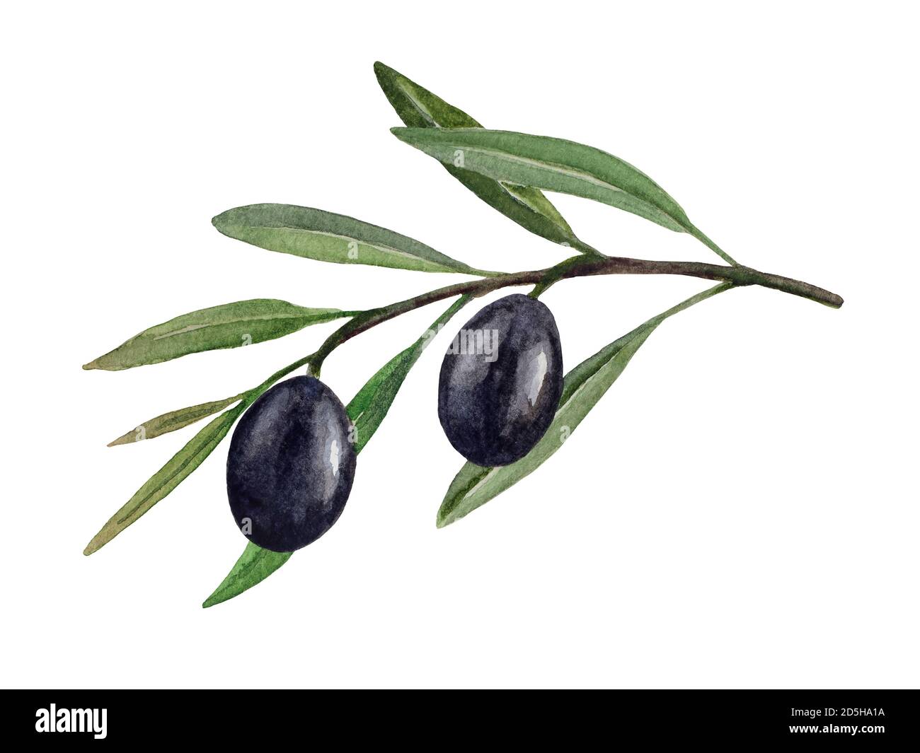 Olive branch with black olives watercolor illustration Stock Photo - Alamy