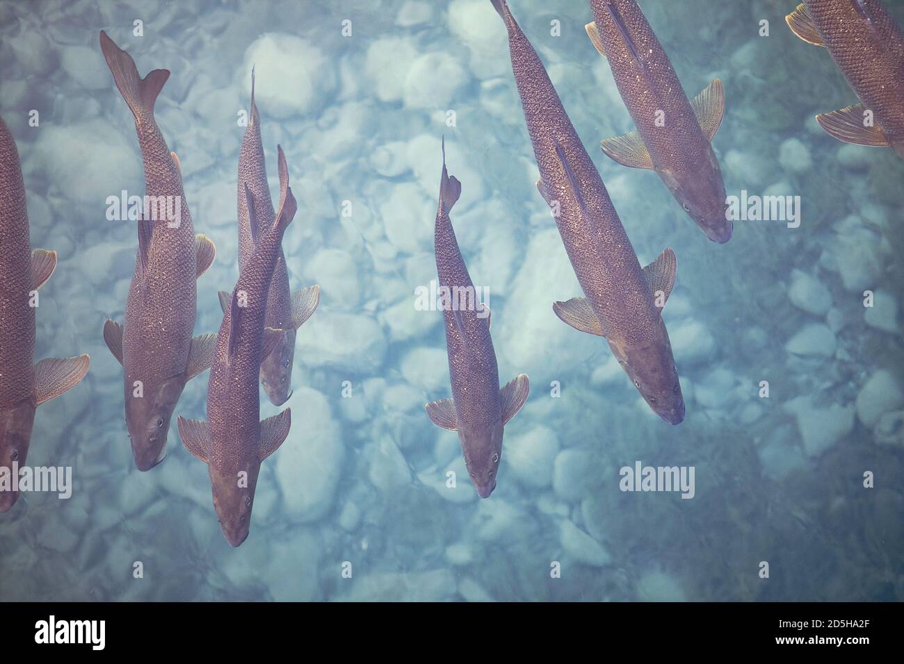Top view fishes swimming in hi-res stock photography and images