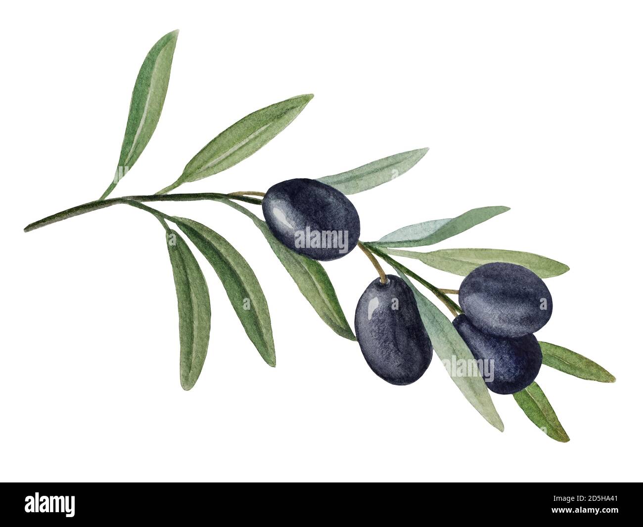 Olive branch with black olives watercolor - Stock Illustration