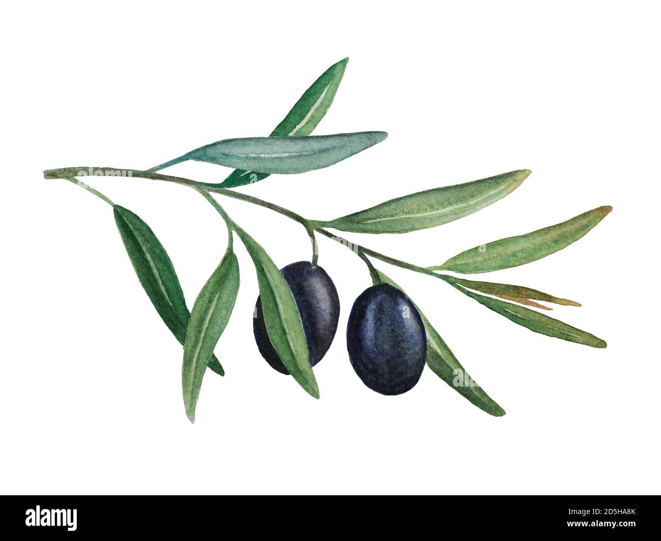 Olive tree illustration Cut Out Stock Images & Pictures Alamy