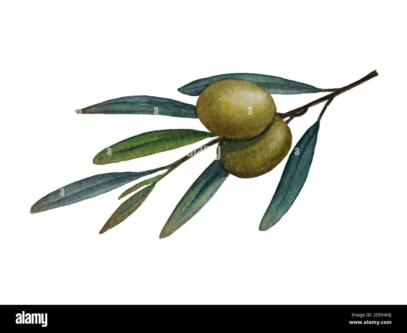Olive branch with green olives watercolor illustration Stock Photo - Alamy