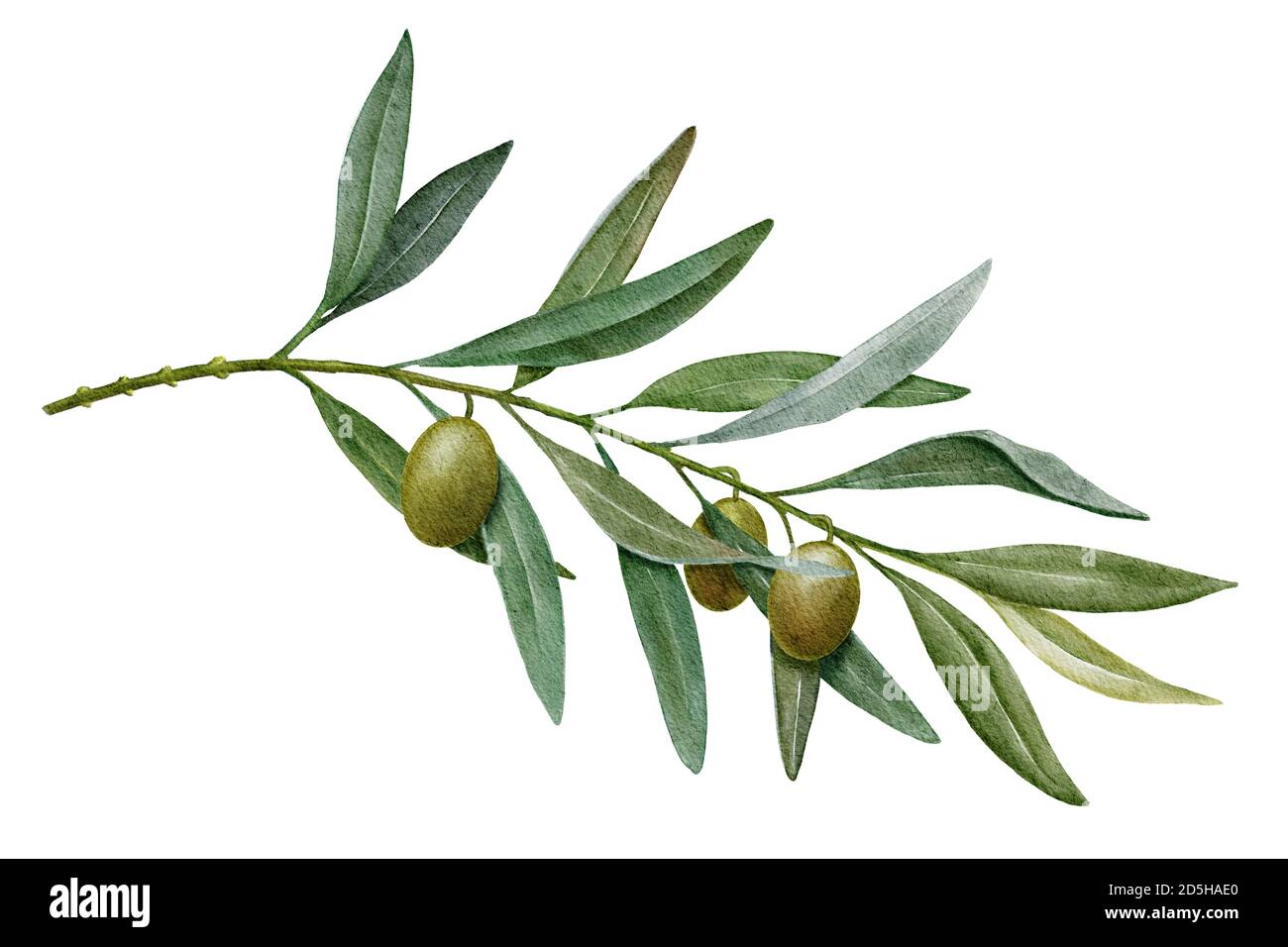Olive branch with green olives watercolor illustration Stock Photo - Alamy