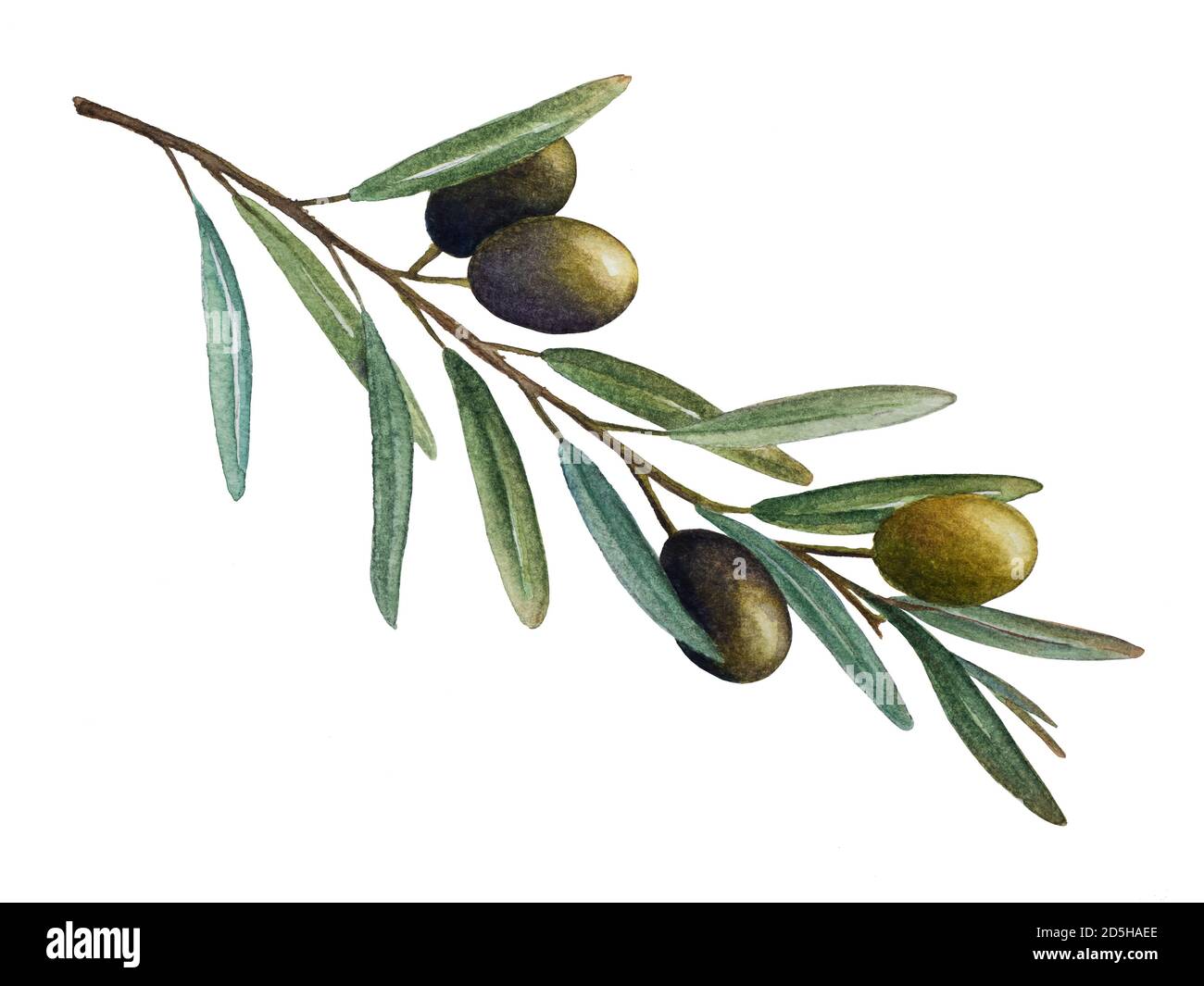 Olive branch with green olives watercolor illustration Stock Photo