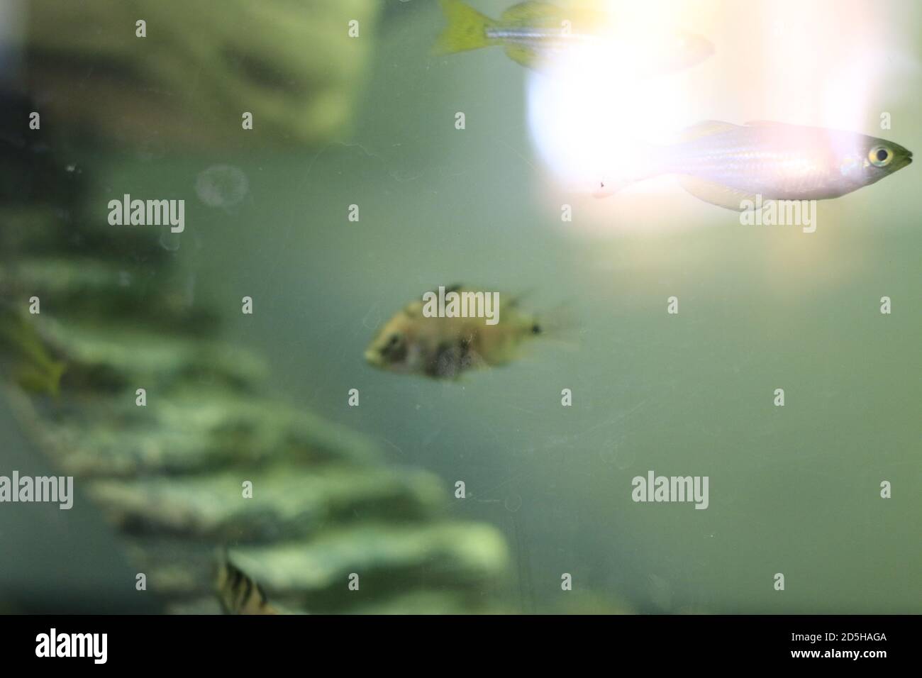 young baby convict cichlid in a aquarium Stock Photo Alamy