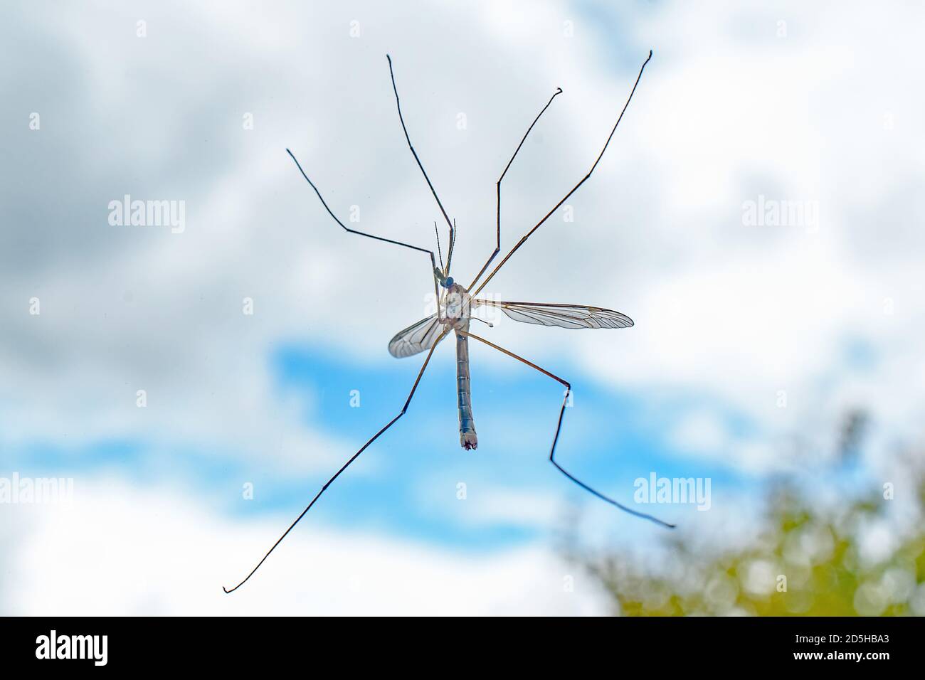 A macro image of a transparent dragonfly on a window Stock Photo