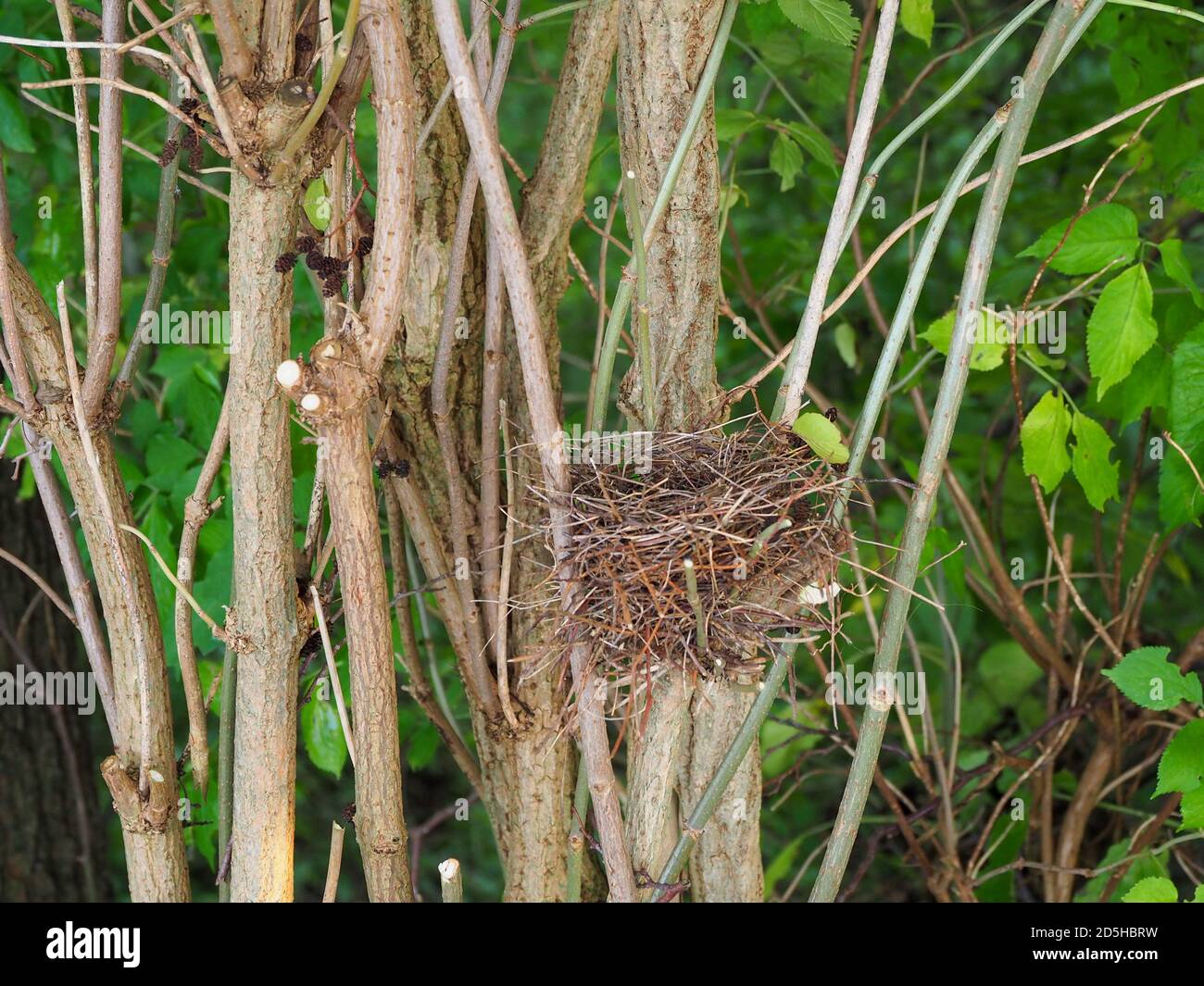 a small bird's nest is located between branches of a hedge Stock Photo Alamy