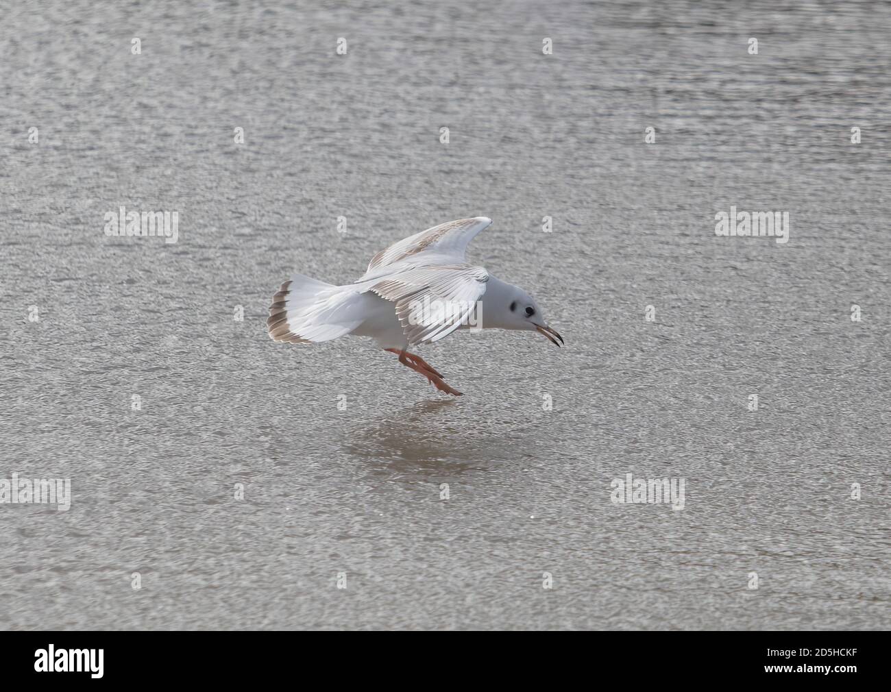 Land gulls hires stock photography and images Alamy