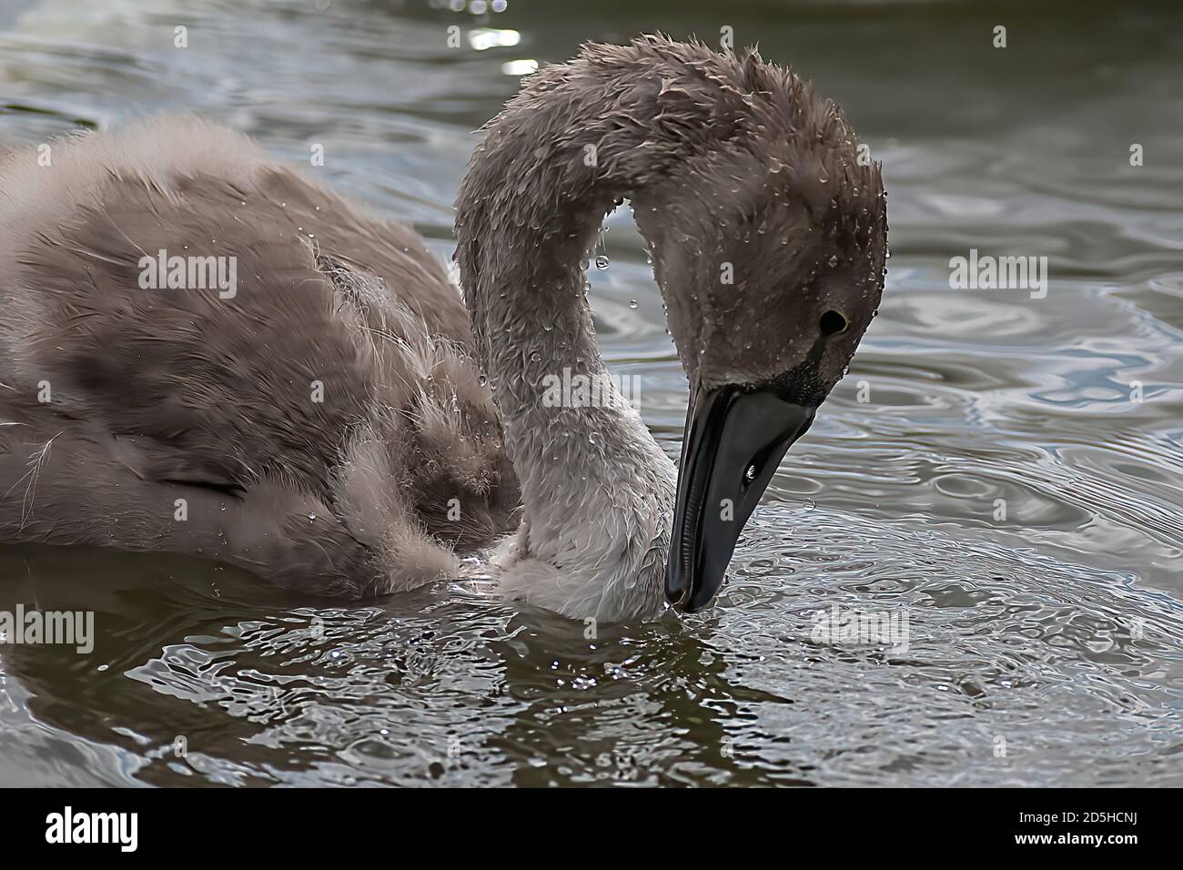 Signet closeup on the lake Stock Photo