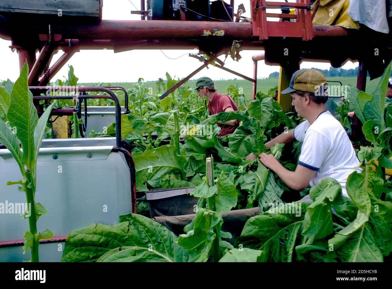 Tobacco harvesting hires stock photography and images Alamy
