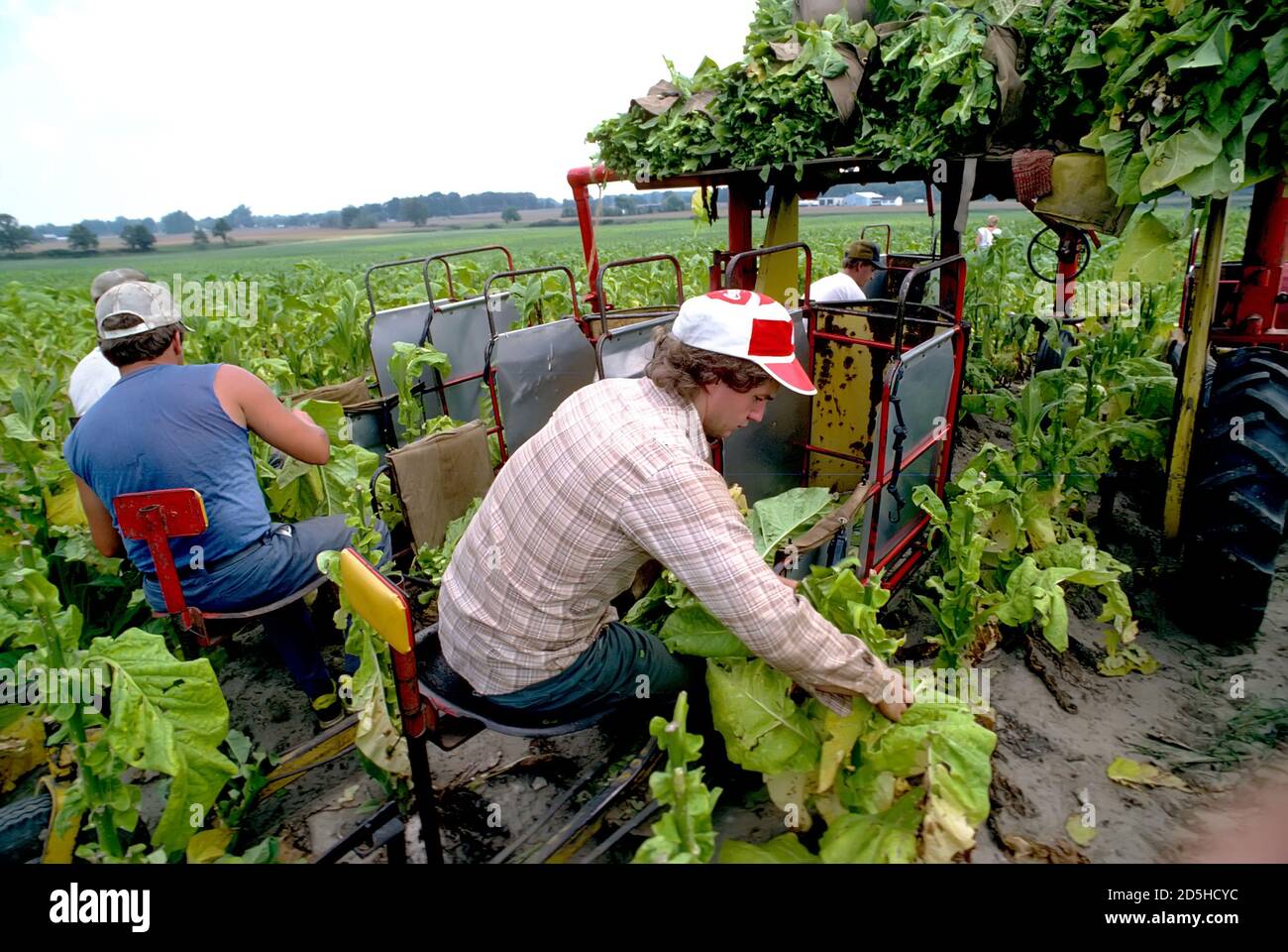 tobacco priming machine Tennesee tobacco farm harvest Stock Photo