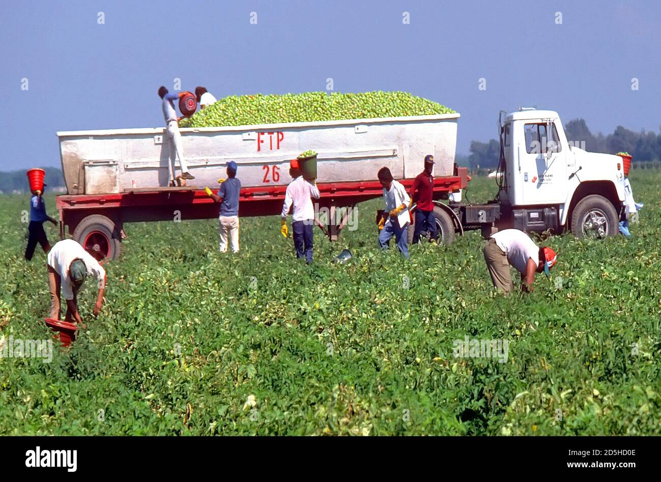 Immigrant, Mexican migrant worker picks tomatoes - Ruskin, Florida Stock Photo