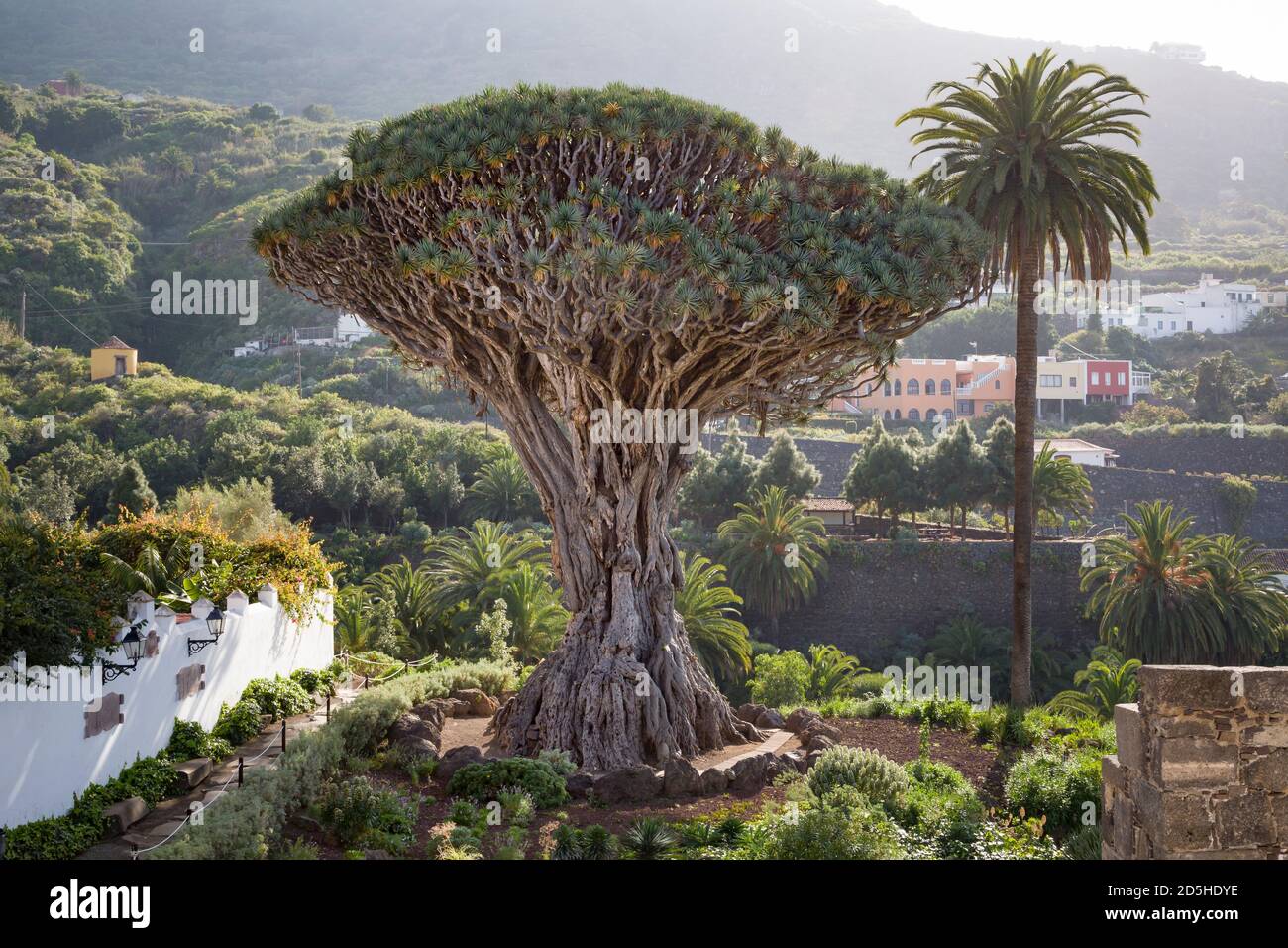 TENERIFE, SPAIN - March 11, 2015. Dragon tree El Drago, or Drago Milenario. Millennial Dragon Tree Park, Icod de los Vinos, Tenerife, Canary Islands Stock Photo
