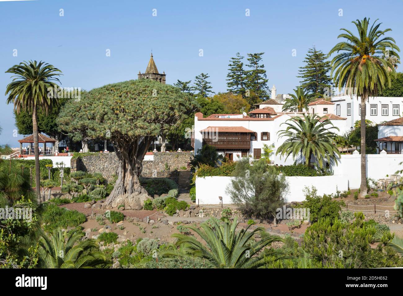 TENERIFE, SPAIN - March 11, 2015. Millennial Dragon Tree Park, El Drago, or Drago Milenario, Tenerife, Canary Islands Stock Photo