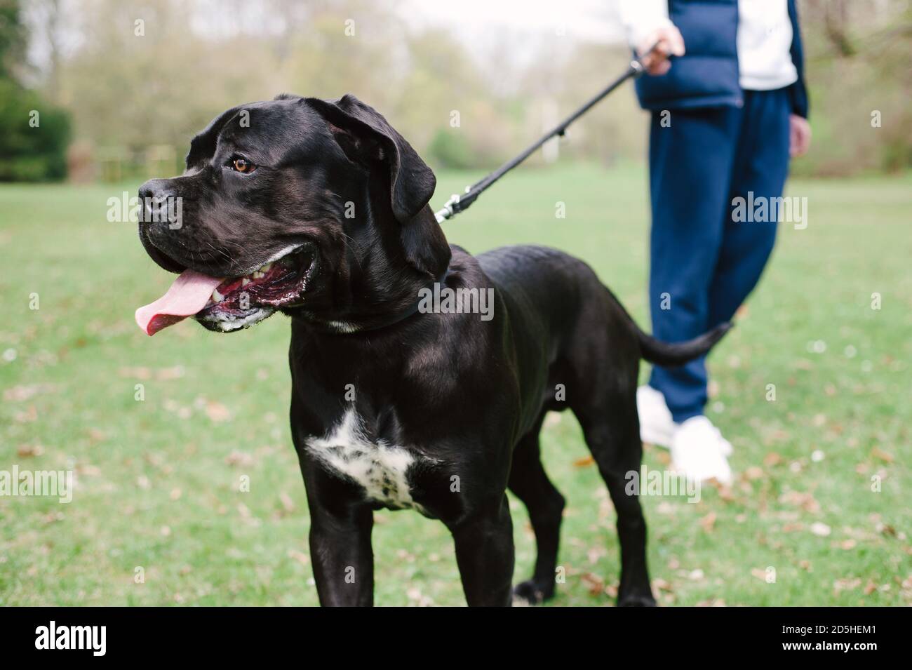 Man walking a huge black dog in a park. Cane corso doggy training. Large pet Stock Photo