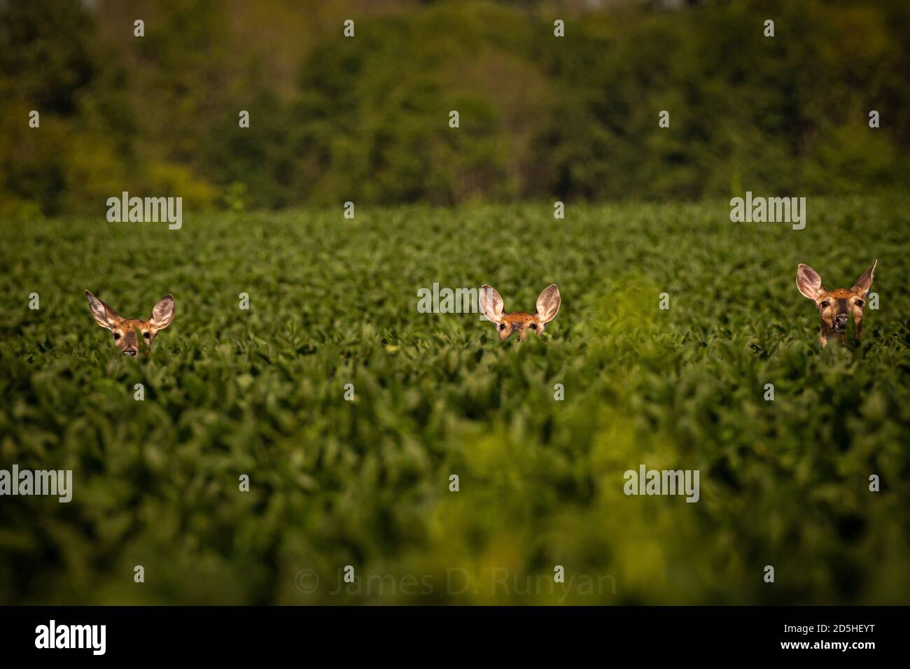 Three does in beanfield Stock Photo Alamy