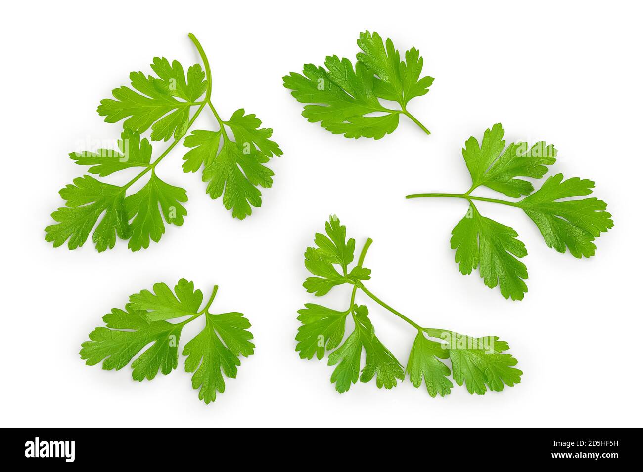 Parsley Leaves Isolated On White Background With Clipping Path And Full Parsley Leaves Isolated On White Background With Clipping Path And Full Depth Of Field Top View Flat Lay 2D5HF5H