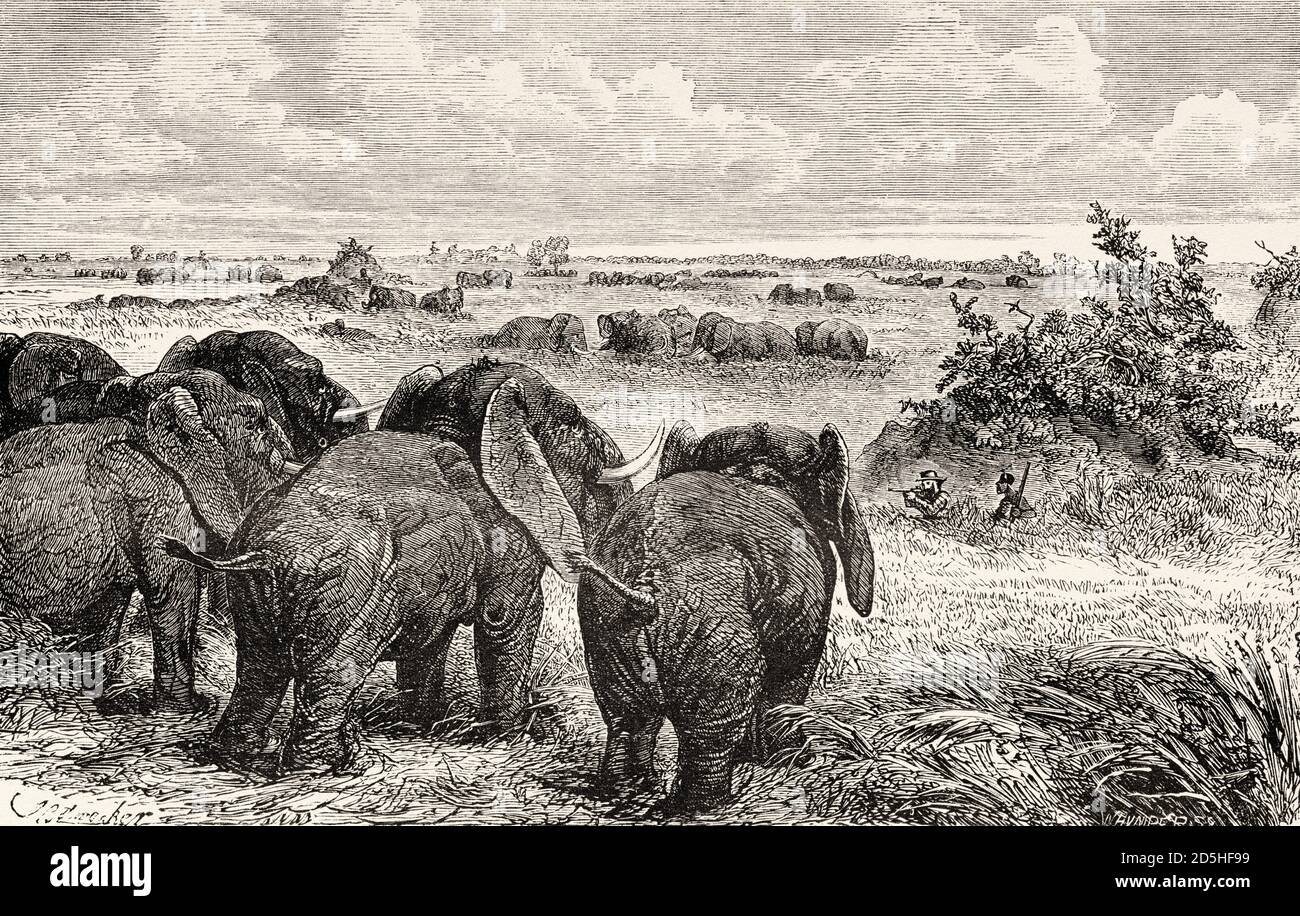 Herd in the Bahr-el-Abiad pastures, Africa. Old XIX century engraved from Le Tour du Monde 1864 Stock Photo