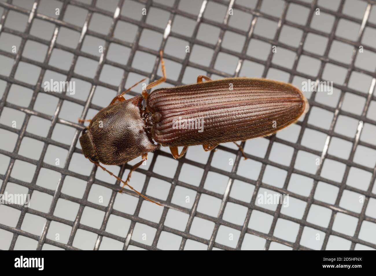 Click Beetle (Hemicrepidius sp.) Stock Photo
