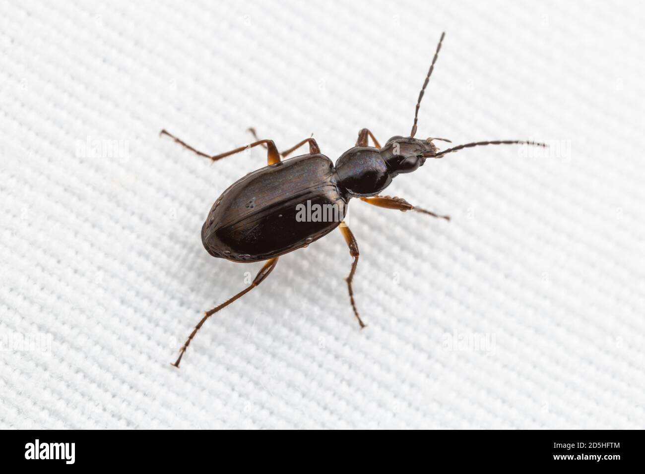Ground Beetle (Agonum sp.) Stock Photo