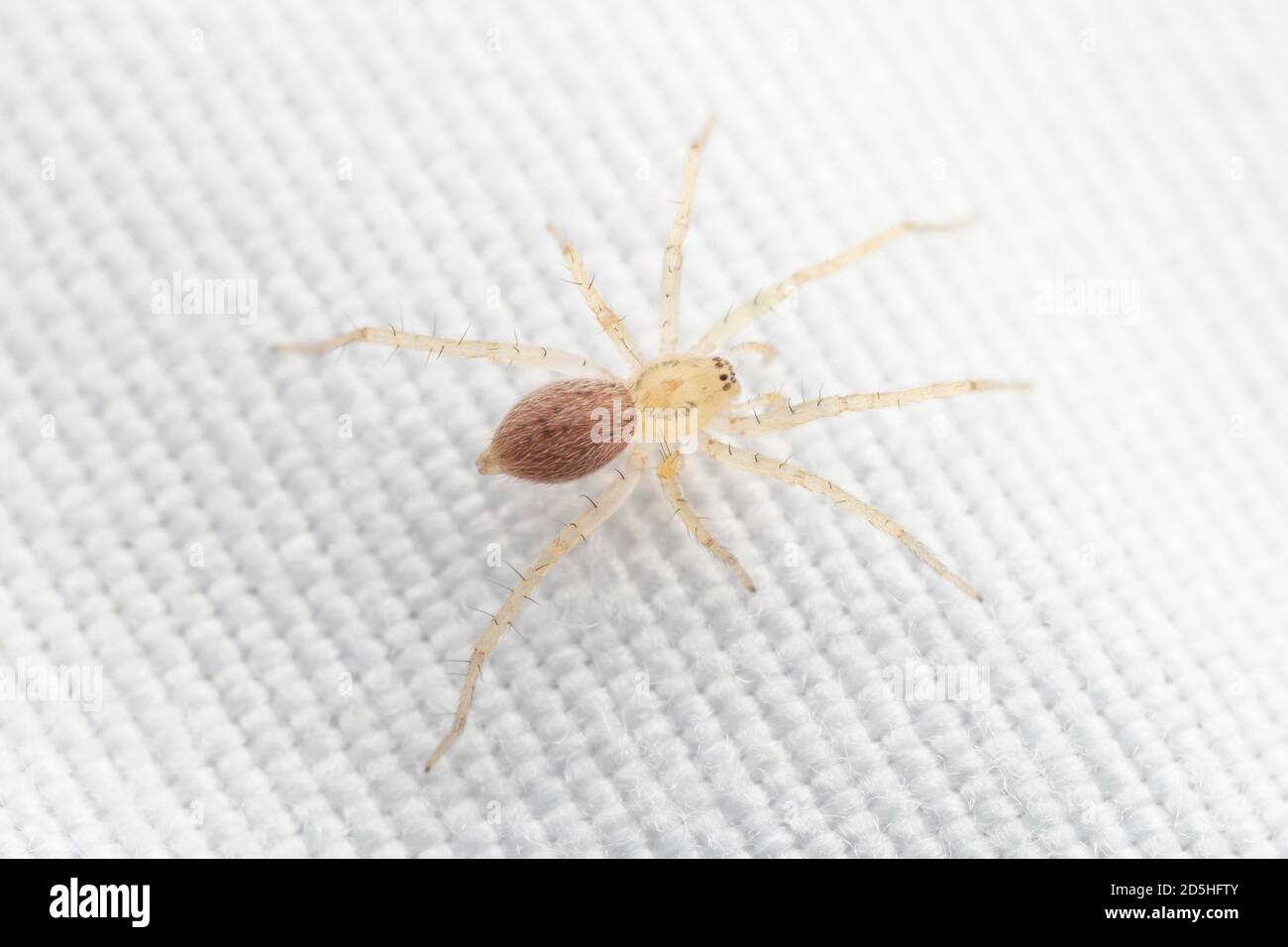 Ghost spider hi-res stock photography and images - Alamy