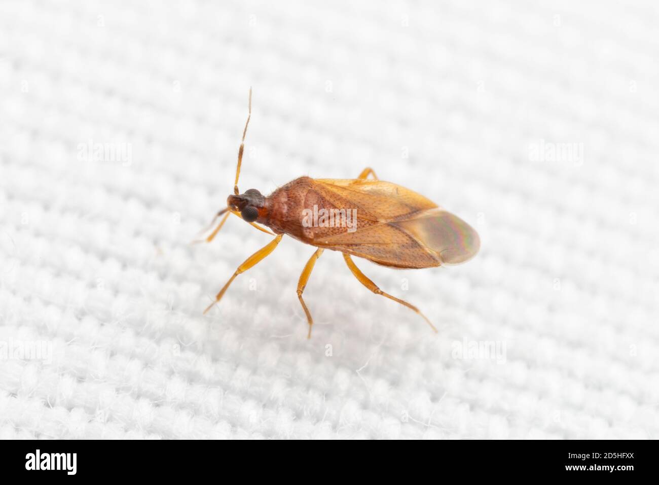 Plant Bug (Miridae) Stock Photo