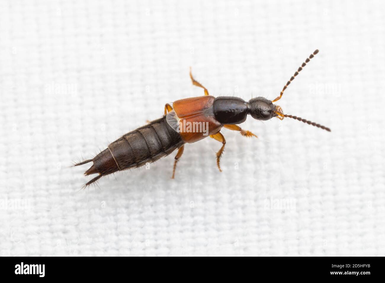 Rove Beetle (Philonthus rufulus) - Male Stock Photo