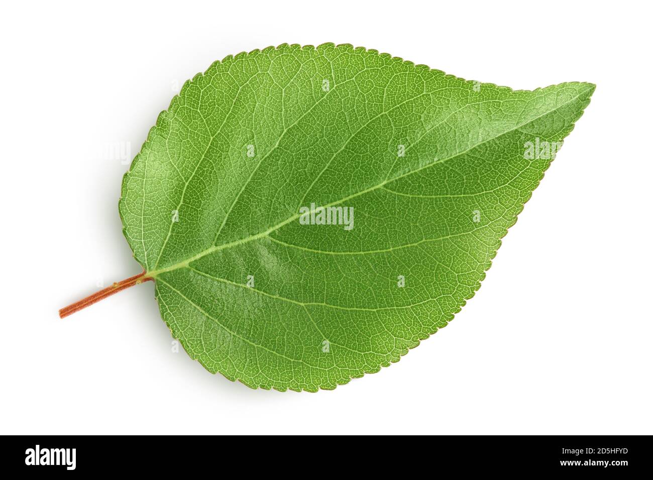 apricot leaf isolated on a white background with clipping path and full depth of field. Top view. Flat lay Stock Photo