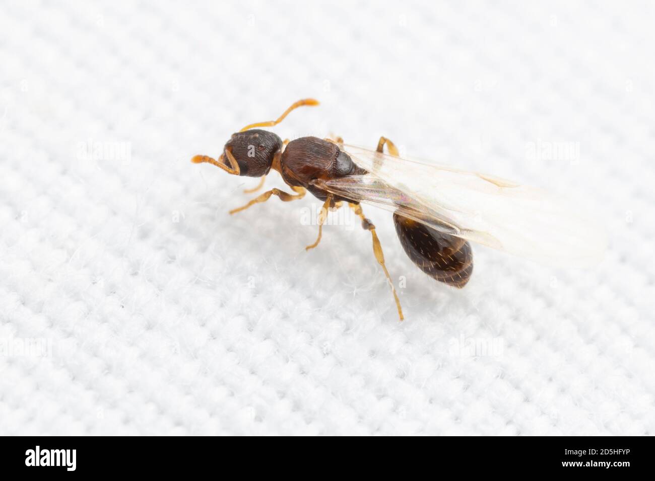 Acorn Ant (Temnothorax curvispinosus) female alate Stock Photo