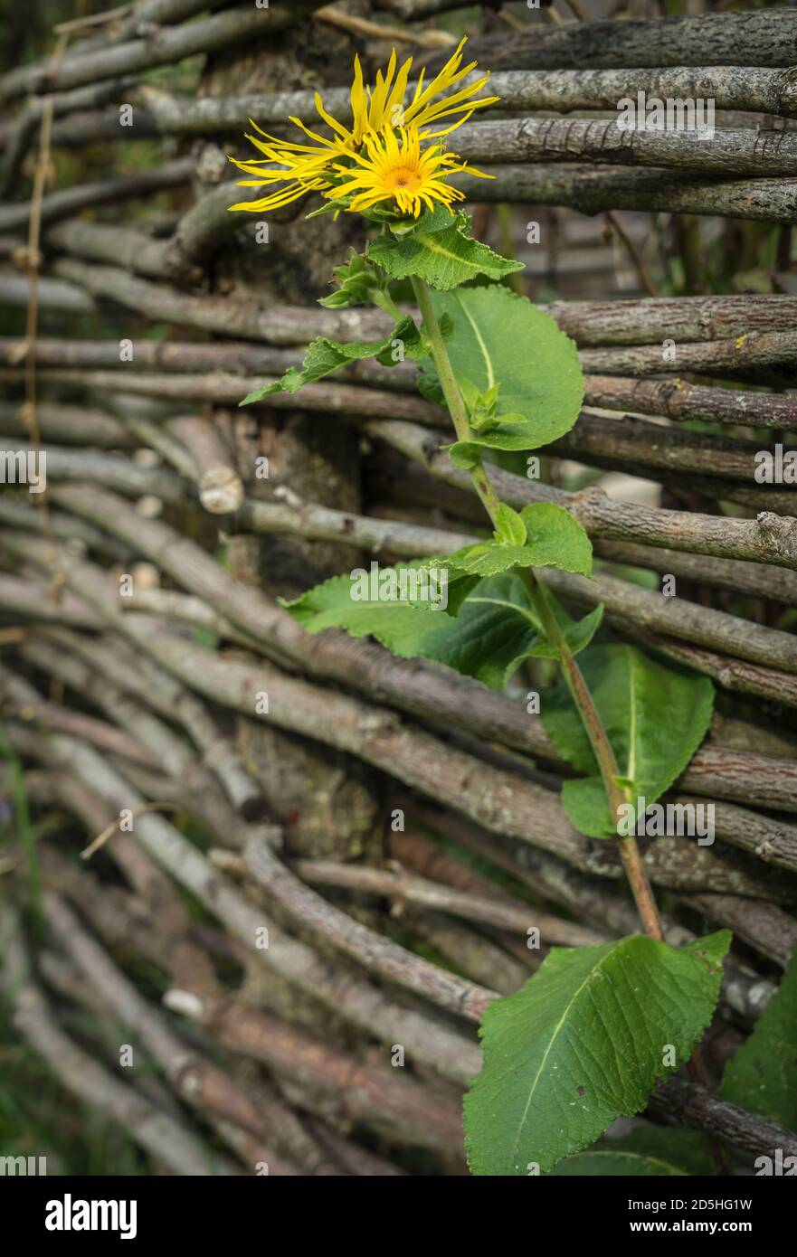old wooden fence Stock Photo - Alamy