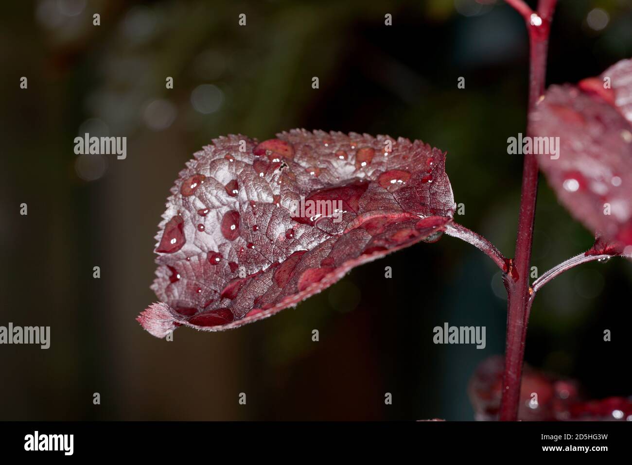 Closeup shot of the water droplets on the plant's red leaves Stock Photo