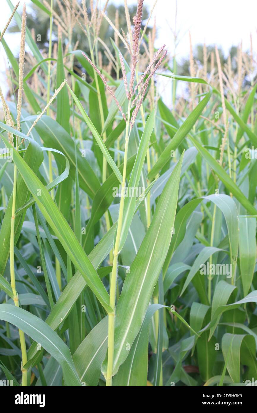 Growing Corn, crop circle corn production Stock Photo