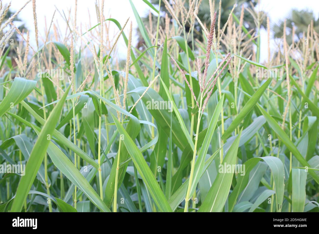 Seed corns on feet hires stock photography and images Alamy