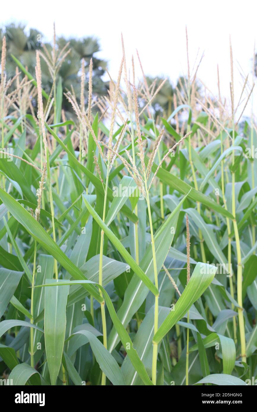 Growing sweet corn hires stock photography and images Alamy