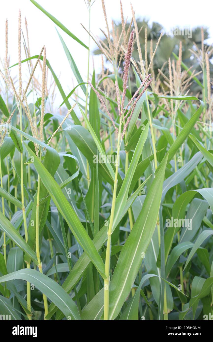 Germination corn hires stock photography and images Alamy