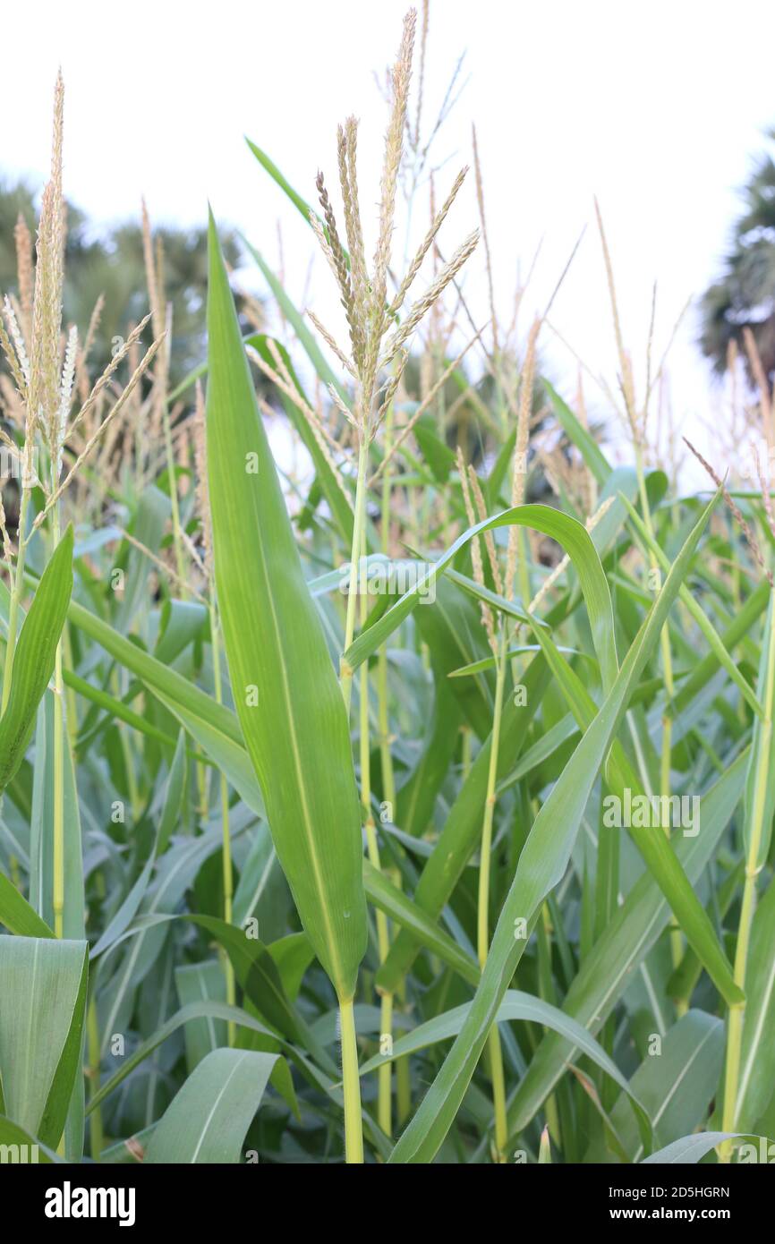Young green corn growing on the field Stock Photo