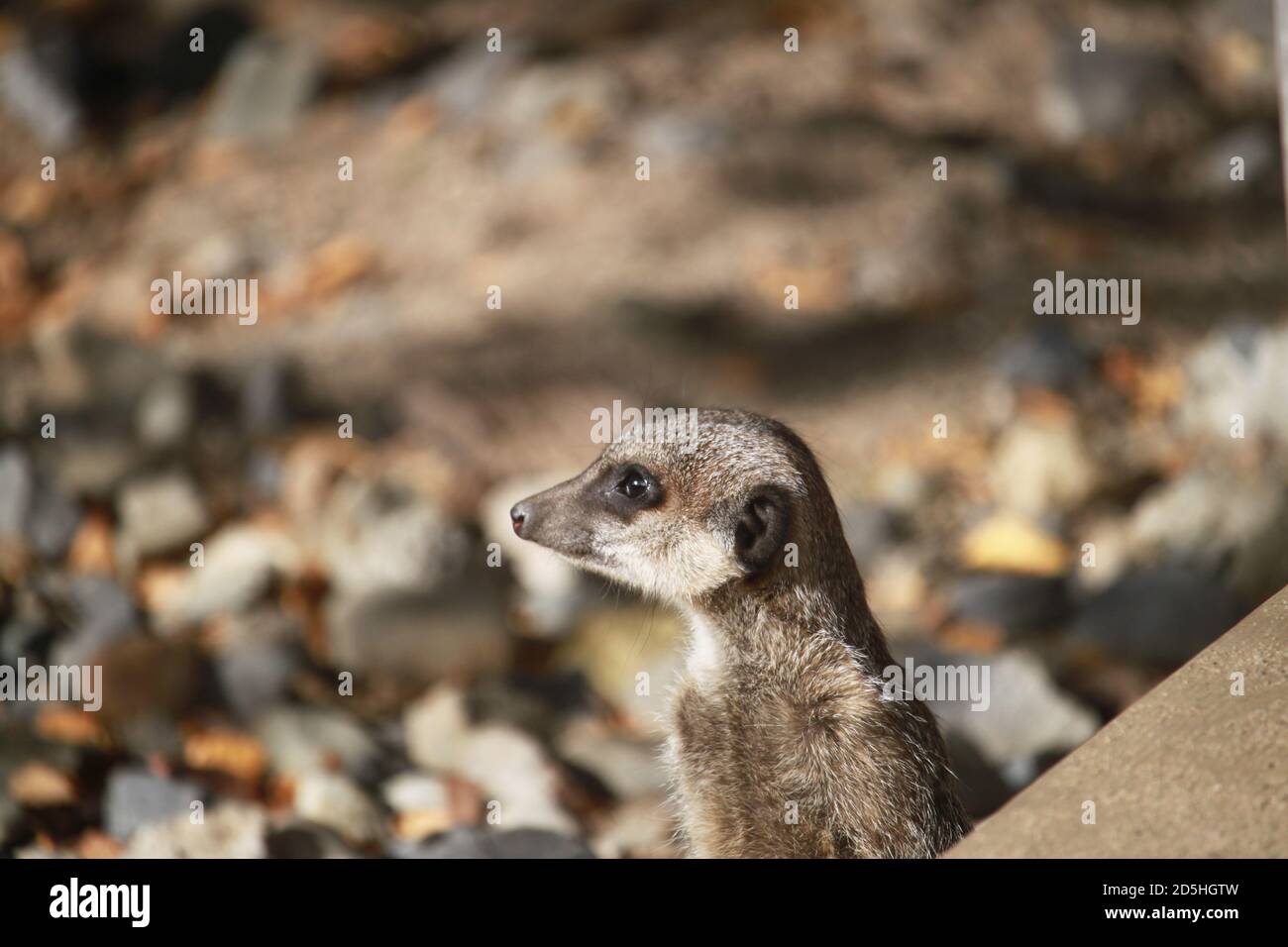 Observant meerkat Stock Photo