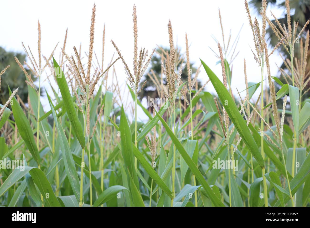 How is the corn tree plantation hires stock photography and images Alamy