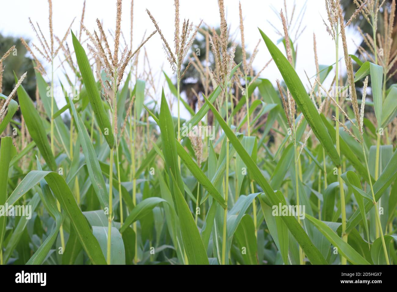 Young Corn Flower Growing in the Agriculture Field Stock Photo Alamy