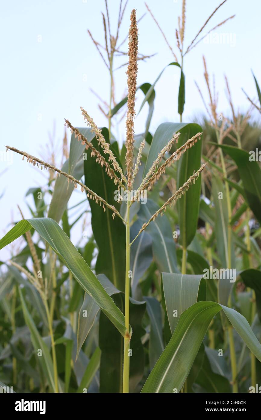 Young green corn growing on the soil Stock Photo