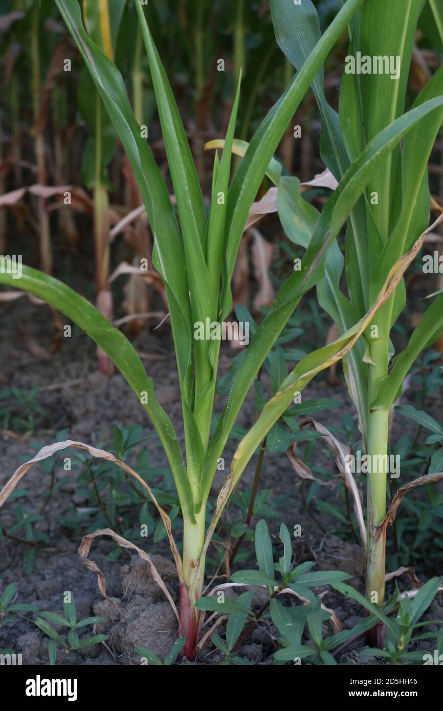 Young Corn Tree Images Stock Photo