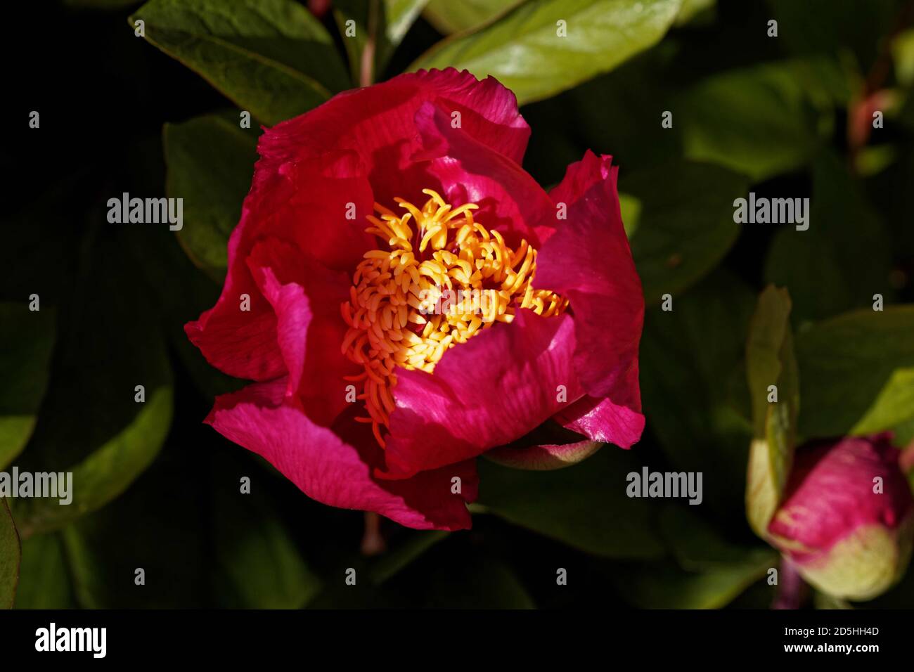 Paeonia officinalis, the common peony, or garden peony, is a species of flowering plant in the family Paeoniaceae, native to France, Switzerland Italy. Stock Photo