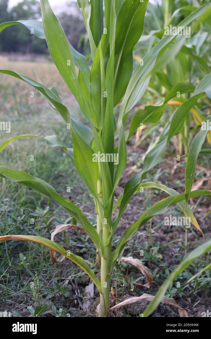 Growing corn hires stock photography and images Alamy