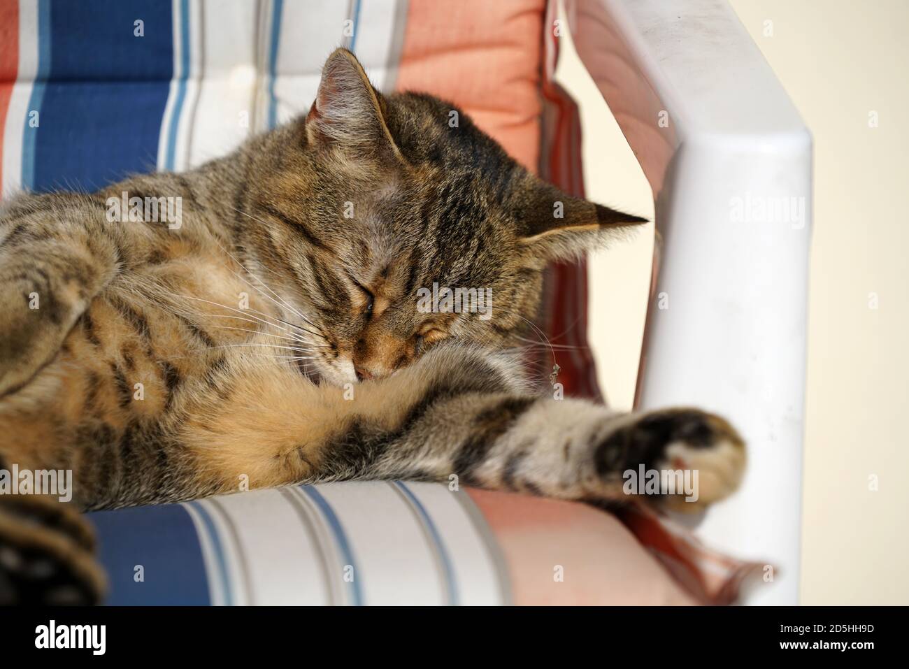Closeup shot of the fluffy brown striped cat sleeping on the chair Stock Photo