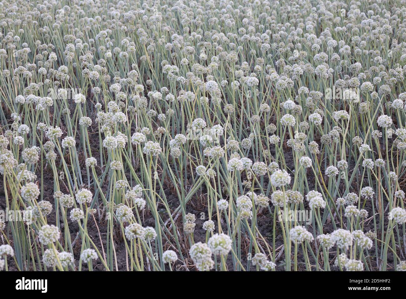 Seed production hires stock photography and images Alamy