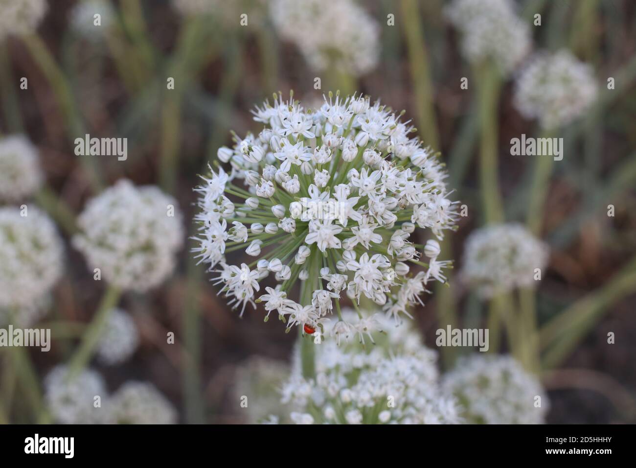 The onion flowering and seed production Stock Photo