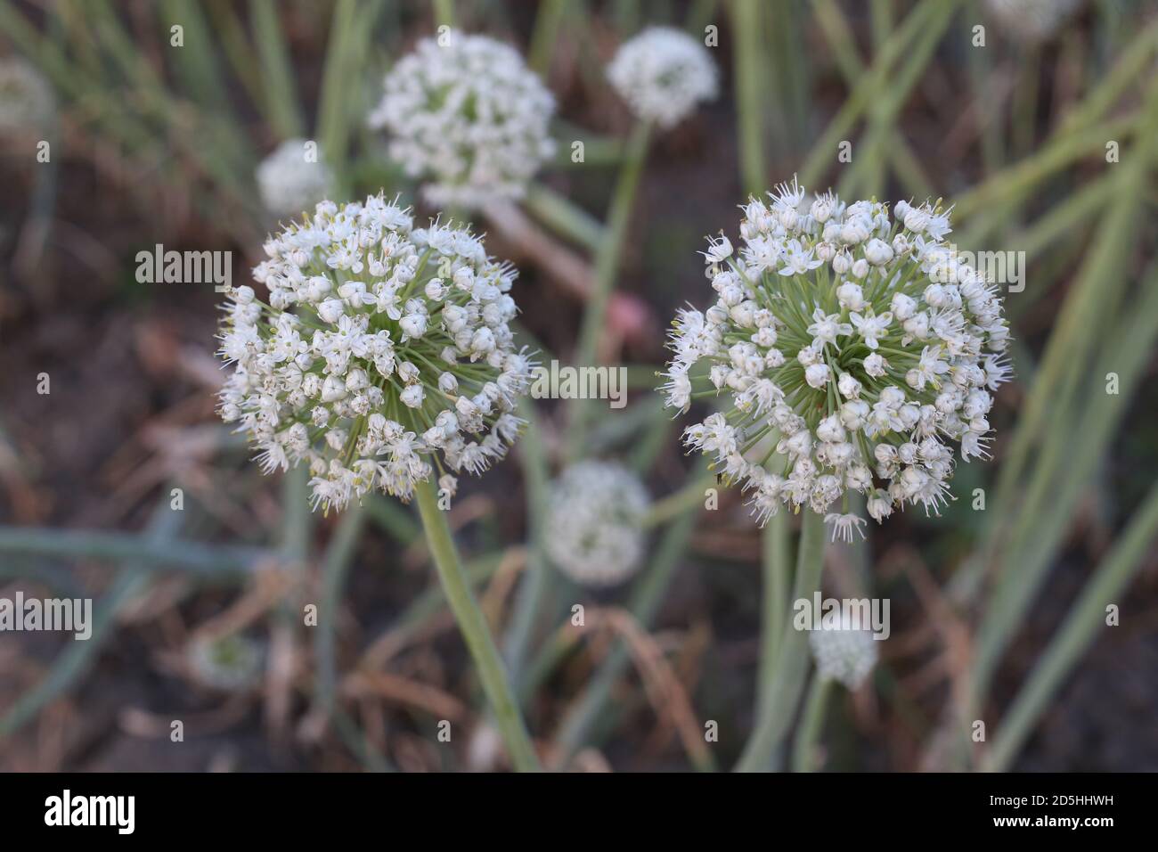 Onion Flower Seed Planting, Growing, and Harvesting Stock Photo