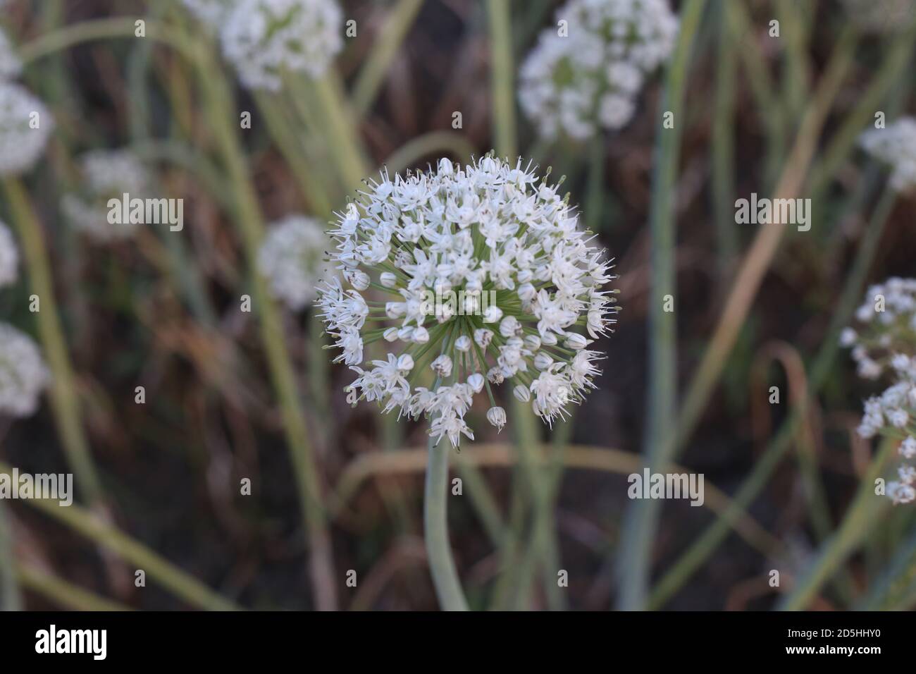 How To Grow Spring Onions flower seed Stock Photo Alamy